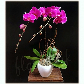 OR12  Taiwan Supreme Phalaenopsis Orchid Plant Arrangement